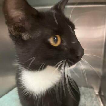 Nico -  Domestic Short Hair Cat for Adoption in Port Charlotte, Florida - Nico | PetCurious