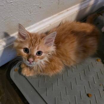 Domestic Long Hair Cats Available for Adoption in Fort Worth, Texas - Tigger | PetCurious