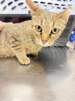 Whiskers -  Domestic Short Hair Cat for Adoption in South Bend, Indiana - Whiskers | PetCurious