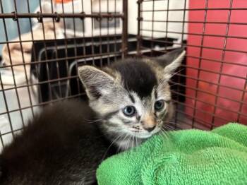 POTSTICKER -  Domestic Short Hair Cat for Adoption in San Bernardino, California - POTSTICKER | PetCurious
