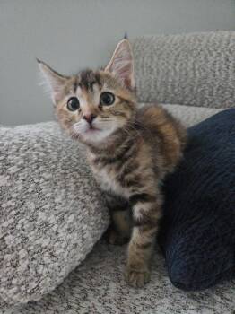 Tiare -  Domestic Short Hair Cat for Adoption in Millcreek, Utah - Tiare | PetCurious