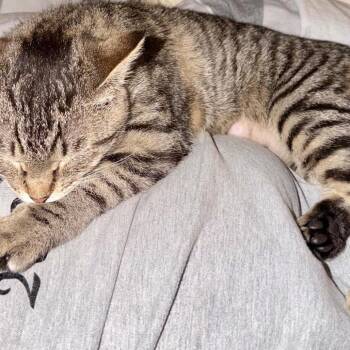 Domestic Short Hair Cats Available for Adoption in Talent, Oregon - Mojave | PetCurious