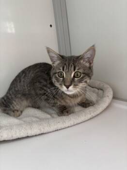 Casey - KITTEN -  Domestic Short Hair Cat for Adoption in Alexandria, Virginia - Casey - KITTEN | PetCurious