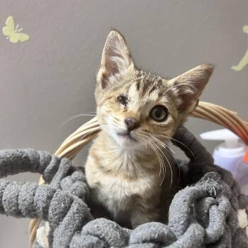 Cinna -  Domestic Short Hair Cat for Adoption in Newborn, Georgia - Cinna | PetCurious