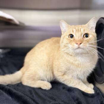 Cat 09/17/2026 -  Domestic Short Hair Cat for Adoption in Bullhead City, Arizona - Cat 09/17/2026 | PetCurious