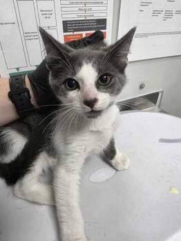Bishop -  Domestic Short Hair Cat for Adoption in Sevierville, Tennessee - Bishop | PetCurious