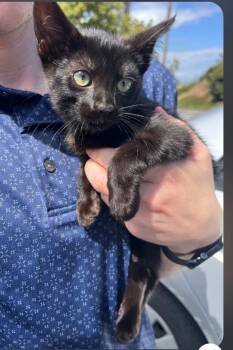 Carly -  Domestic Short Hair Cat for Adoption - Carly | PetCurious