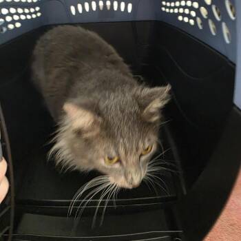 Jack -  Domestic Medium Hair Cat for Adoption in Jupiter, Florida - Jack | PetCurious