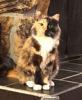 Gemini -  Calico Cat for Adoption in Anchorage, Alaska - Gemini | PetCurious