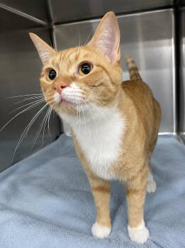 Pants -  Domestic Short Hair Cat for Adoption in Cuyahoga Falls, Ohio - Pants | PetCurious