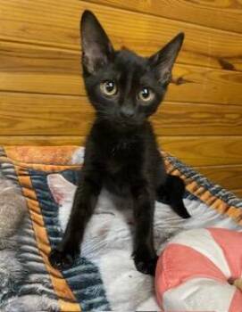 Mick Fleetwood -  Domestic Short Hair Cat for Adoption in Southern Pines, North Carolina - Mick Fleetwood | PetCurious