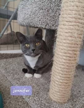 Jennifer -  Domestic Short Hair Cat for Adoption in Walworth, Wisconsin - Jennifer | PetCurious