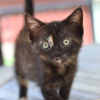 Domestic Short Hair Cats Available for Adoption in Conroe, Texas - Eve | PetCurious