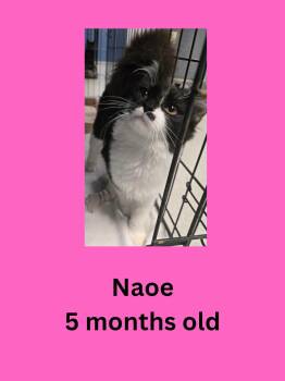 Naoe -  Domestic Medium Hair Cat for Adoption in Ravenna, Ohio - Naoe | PetCurious