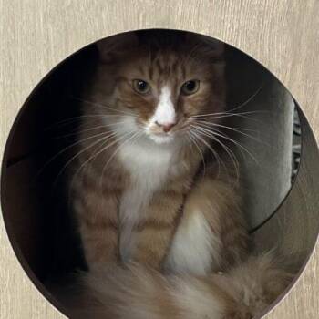 Peyton -  Tabby and Domestic Short Hair Cat for Adoption in Gilbert, Arizona - Peyton | PetCurious
