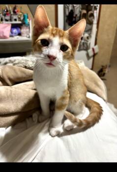Mango -  Tabby Cat for Adoption in Semmes, Alabama - Mango | PetCurious