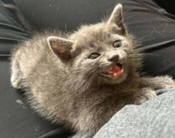 Catgrid -  Domestic Short Hair Cat for Adoption in Newnan, Georgia - Catgrid | PetCurious