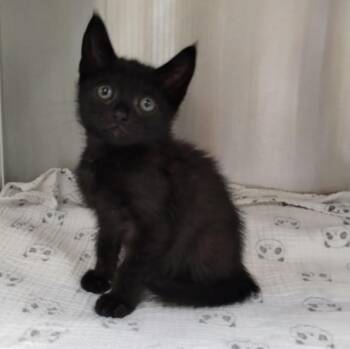RAVEN -  Domestic Short Hair Cat for Adoption in Alameda, California - RAVEN | PetCurious
