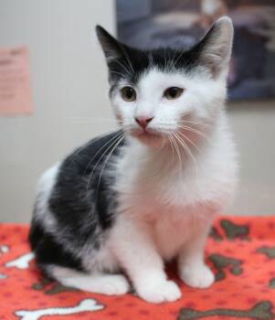 Bomb Pop -  Domestic Short Hair Cat for Adoption in Portage, Wisconsin - Bomb Pop | PetCurious