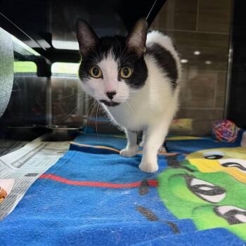 Domestic Short Hair Cats Available for Adoption in Tom Bean, Texas - Calcifer | PetCurious