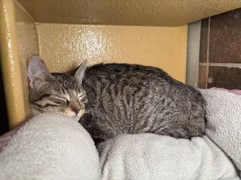 Domestic Short Hair Cats Available for Adoption - Fritoes | PetCurious