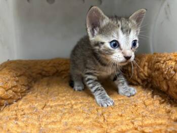 BUMBLE BEE -  Domestic Short Hair Cat for Adoption in Rowlett, Texas - BUMBLE BEE | PetCurious