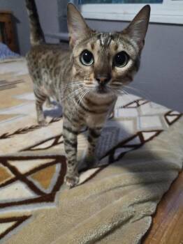 Rescue Bengal Cats for Adoption in Abbotsford, British Columbia - Cleo | PetCurious