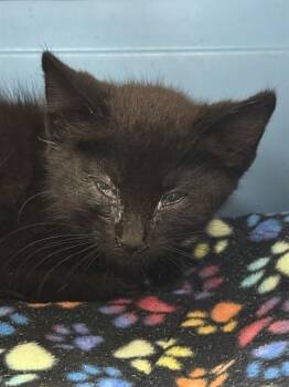 HAMISH -  Domestic Medium Hair Cat for Adoption in Sacramento, California - HAMISH | PetCurious