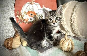 Rescue Domestic Short Hair Cats for Adoption in Effingham, Illinois - Cotton | PetCurious