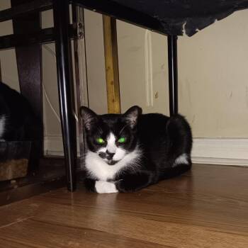 Domestic Short Hair Cats Available for Adoption in Richmond Hill, Ontario - Angel | PetCurious