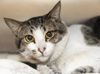 Domestic Short Hair Cats Available for Adoption - FUNK | PetCurious
