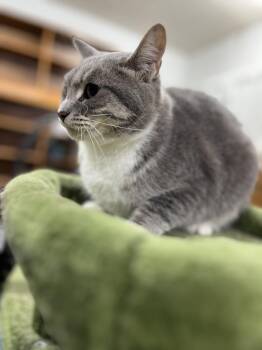 Rescue Domestic Short Hair Cats for Adoption in Marion, Indiana - Claire | PetCurious