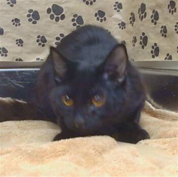 NELLA -  Domestic Short Hair Cat for Adoption in Sacramento, California - NELLA | PetCurious