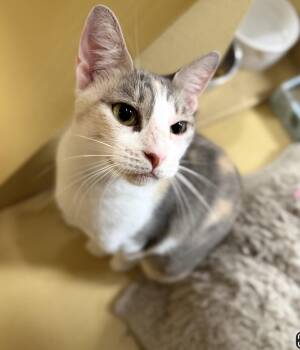 Avril (bonded to Lavigne) -  Domestic Short Hair Cat for Adoption in Austin, Texas - Avril (bonded To Lavigne) | PetCurious