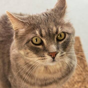Bartholomew -  Domestic Short Hair Cat for Adoption in Lakewood, Colorado - Bartholomew | PetCurious