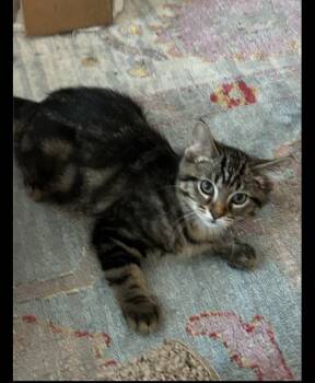 Willie Lee -  Domestic Long Hair Cat for Adoption in Poplar Grove, Illinois - Willie Lee | PetCurious