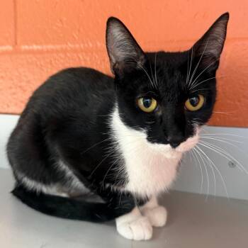 Sadie -  Domestic Short Hair Cat for Adoption in Sarasota, Florida - Sadie | PetCurious
