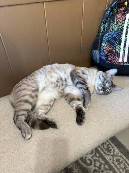 Siamese Cats Available for Adoption - Comet | PetCurious