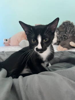 Rescue American Shorthair Cats for Adoption - Ralph | PetCurious