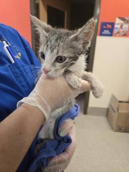 HEATH -  Domestic Short Hair Cat for Adoption in Louisville, Kentucky - HEATH | PetCurious