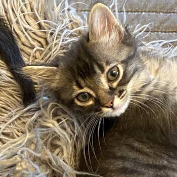 Boomer -  Domestic Medium Hair and Tabby Cat for Adoption in Omaha, Nebraska - Boomer | PetCurious