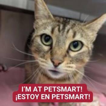 Domestic Short Hair Cats Available for Adoption - Carmilla Carmine | PetCurious