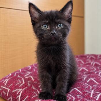Ember -  Domestic Medium Hair Cat for Adoption in Uniontown, Pennsylvania - Ember | PetCurious