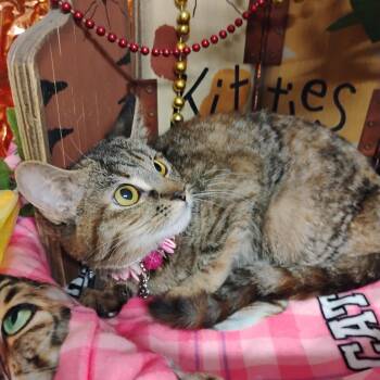 Torbie and Tabby Cats Available for Adoption - Jubilee F Torbie Tab 4lb Purrs/makes Biscuits/butt Goes Up | PetCurious