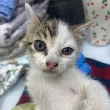 CSAS-Stray-854 -  Domestic Medium Hair Cat for Adoption in Springtown, Texas - CSAS-Stray-854 | PetCurious