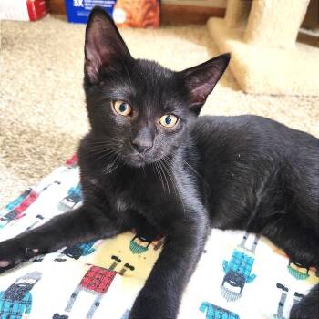 Hemlock -  Domestic Short Hair Cat for Adoption in Albert Lea, Minnesota - Hemlock | PetCurious