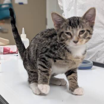 Rescue Domestic Short Hair Cats for Adoption in Canton, Illinois - Vinny | PetCurious