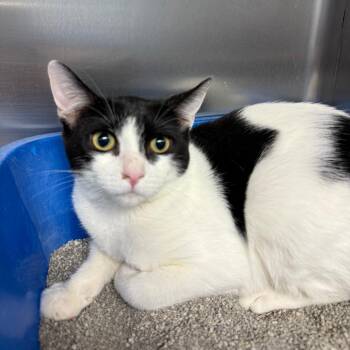 Winnie -  Domestic Short Hair Cat for Adoption in Casa Grande, Arizona - Winnie | PetCurious