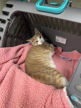 Valor -  Domestic Short Hair Cat for Adoption in Milltown, New Jersey - Valor | PetCurious