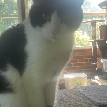 Rescue Domestic Short Hair Cats for Adoption in Greensburg, Pennsylvania - Dusty | PetCurious